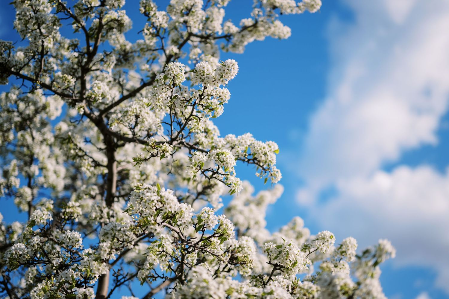 White spring cherry blossoms blooming against a bright blue sky with wispy clouds.