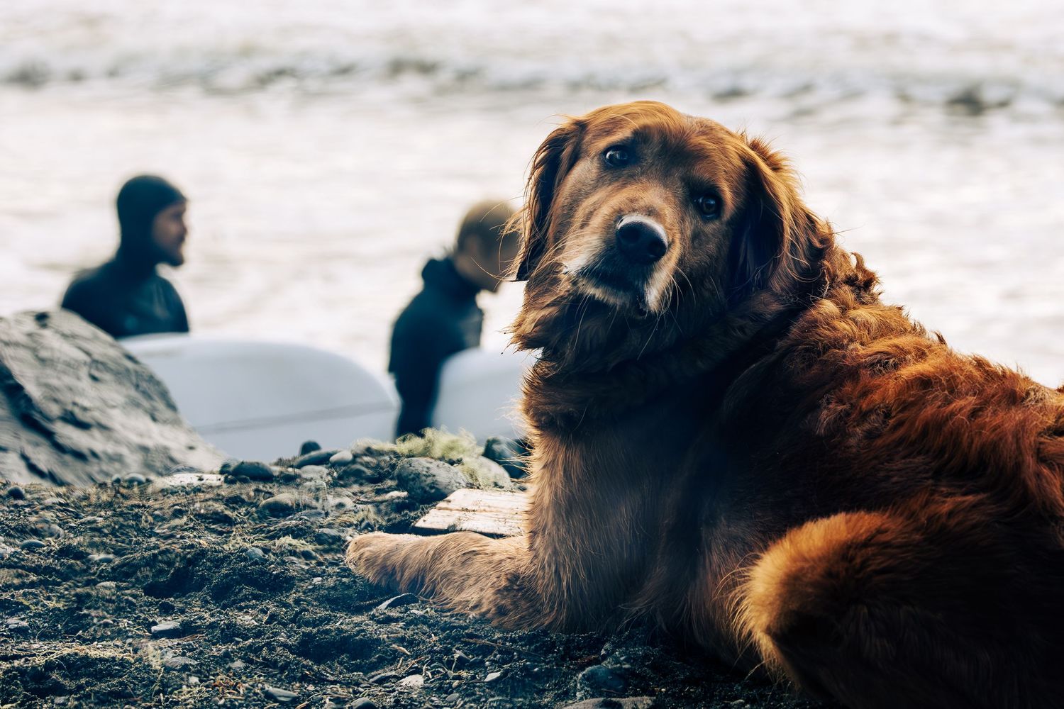 Golden retriever rests on beach rocks near water.