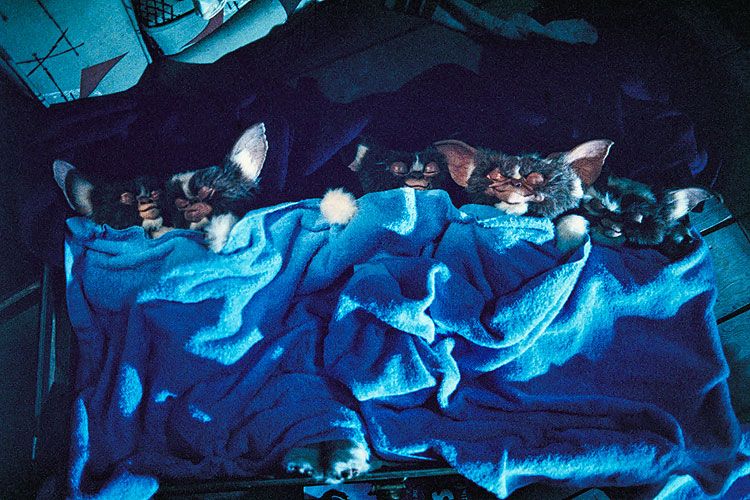 Mogwais asleep in their bed