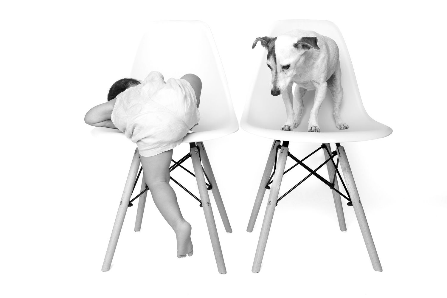 Black and white photo of a child and a dog each sitting on modern white Eames-style chairs against white background.