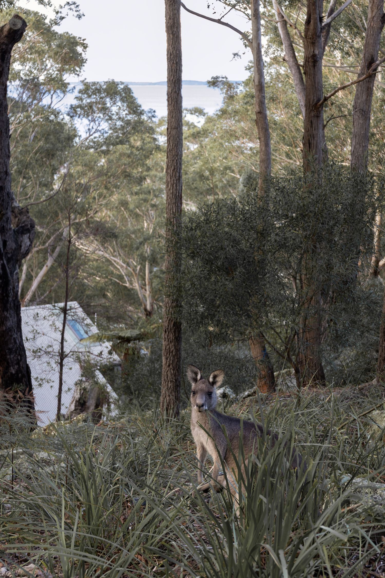 Native Australian landscape and kangaroo photographed beside a coastal cottage in Hyams Beach NSW.