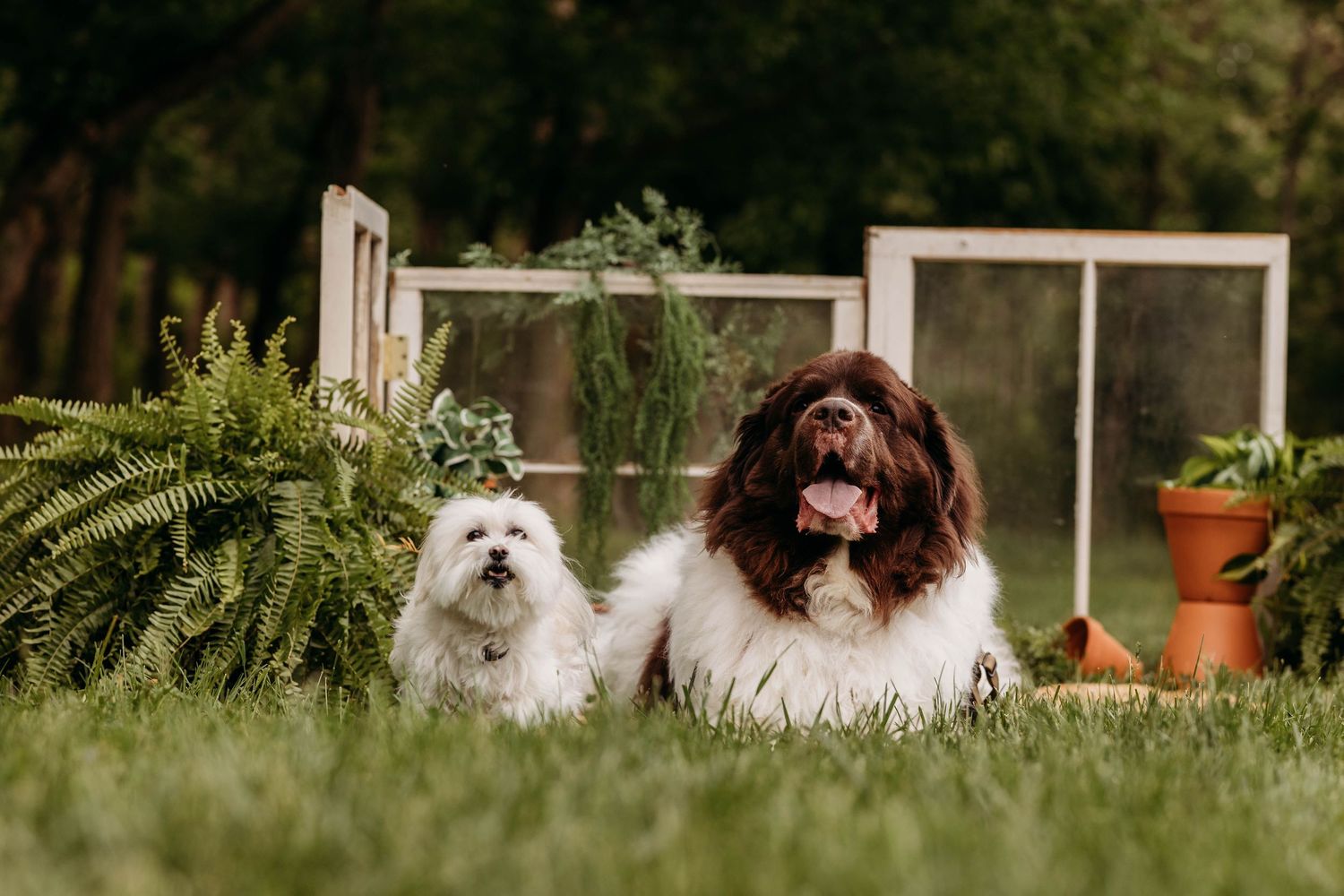 Two dogs, a small white terrier and a large brown Newfoundland, pose together on grass with vintage windows and ferns.