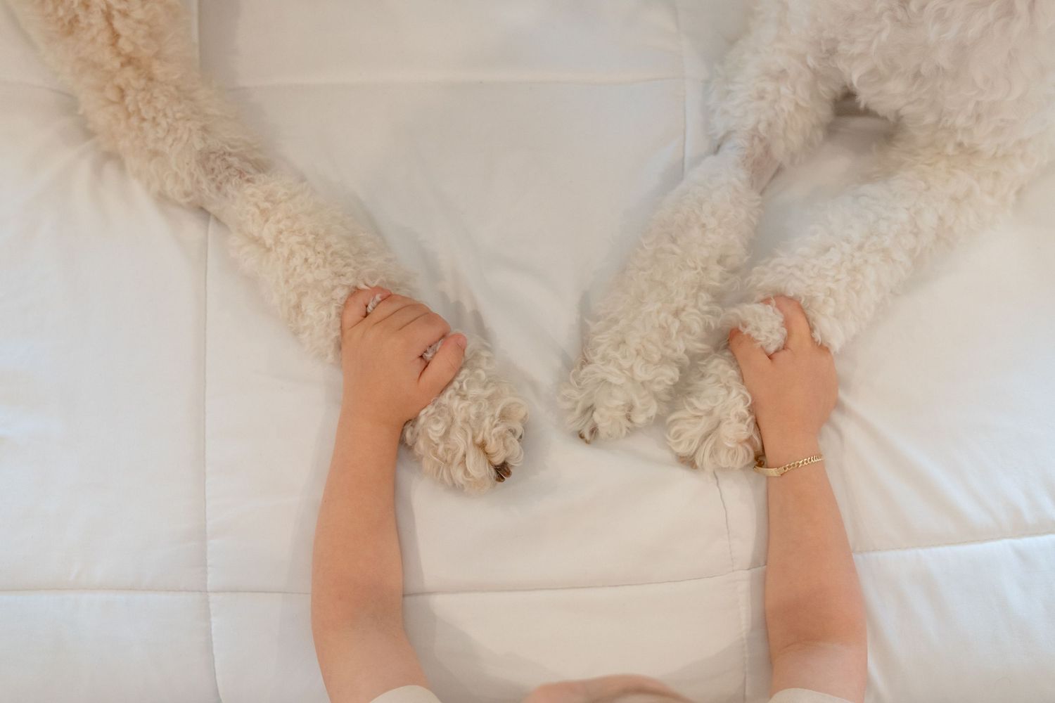 Person holding fluffy white dog paws on a white bed, top-down view of a cozy bonding moment with a curly-haired dog.