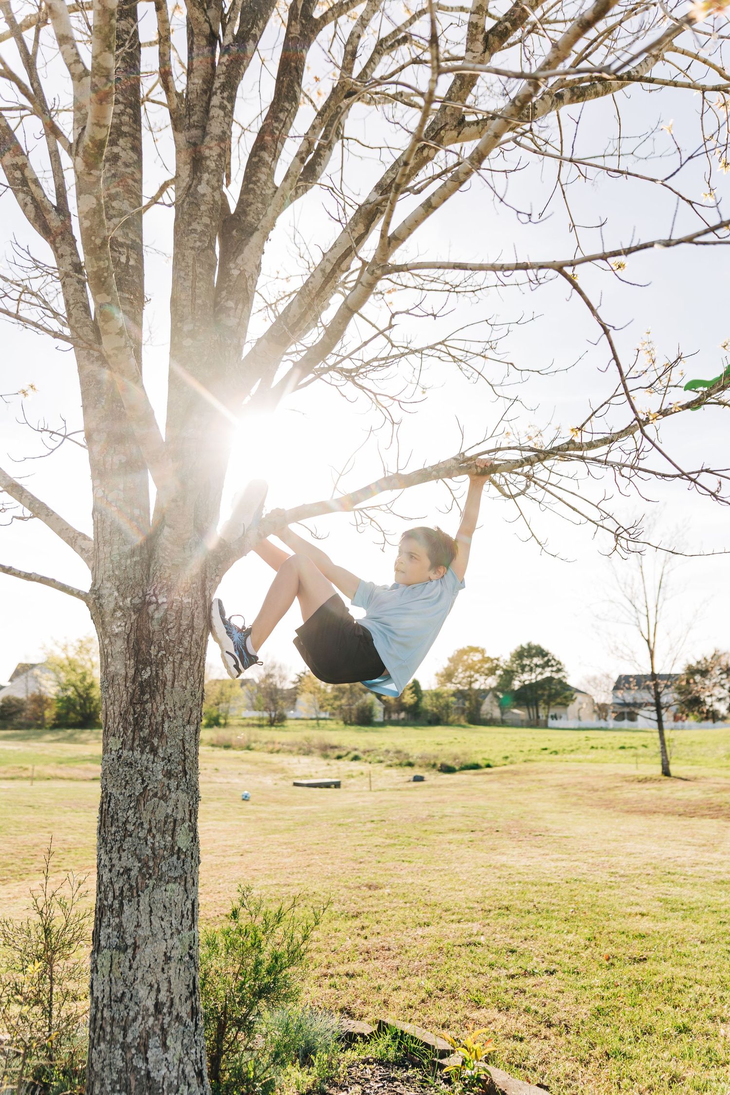 Young boy climbs backyard tree with sun shining through the branches.