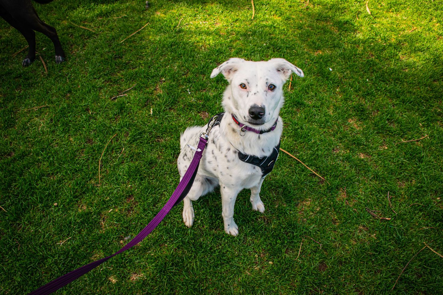 White dog with black spots sits on green grass wearing a purple leash and black harness on a sunny day.
