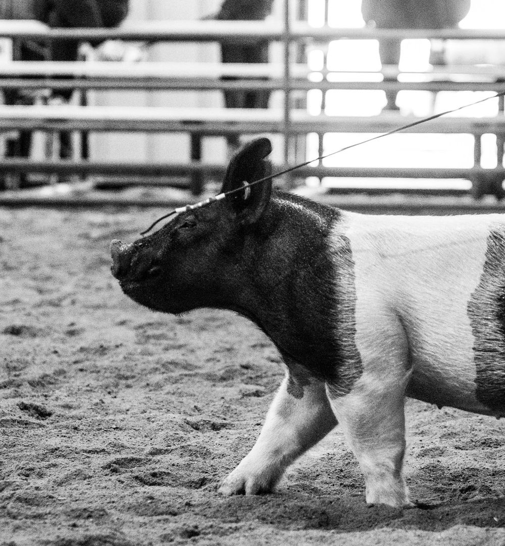 Photo from Haskell County Spring Show