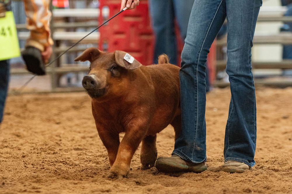 Photo from Haskell County Spring Show