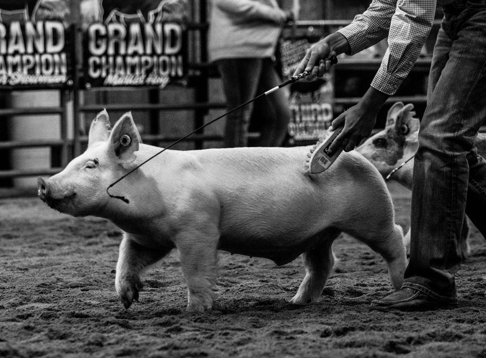 Photo from Haskell County Spring Show