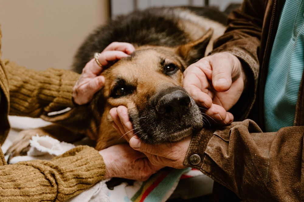Two people gently holding a German Shepherd dog's face with caring hands indoors.