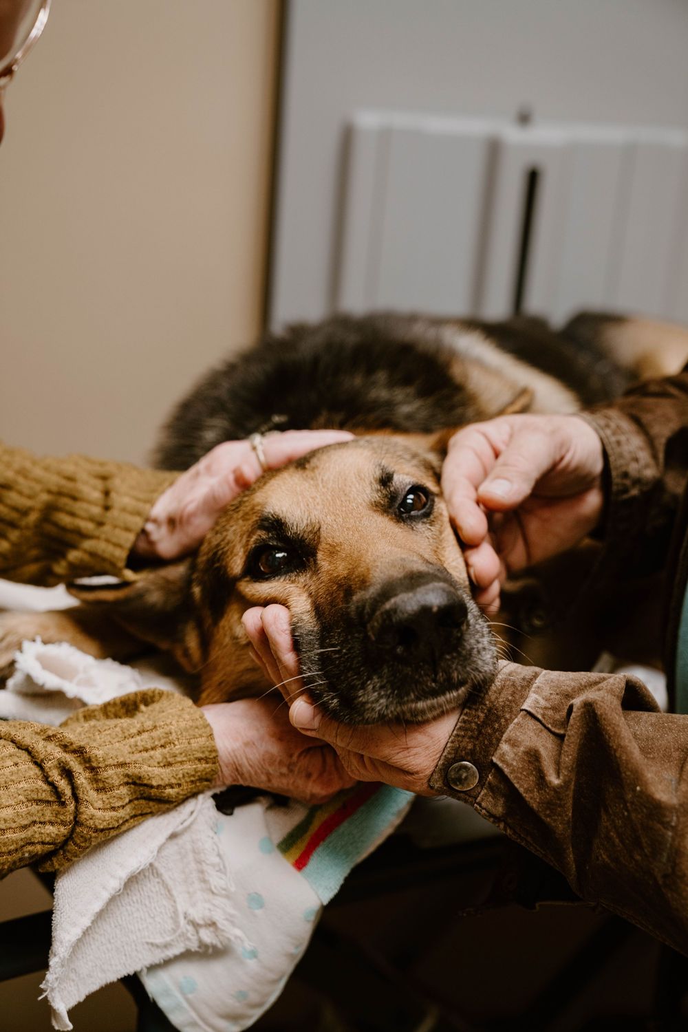 Person in brown sweater gently holding a German Shepherd dog's face while it rests on a colorful blanket.