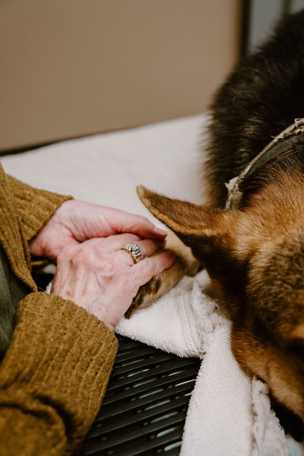 Elderly woman with ring gently holds a German Shepherd dog's paw on a white towel at a vet.