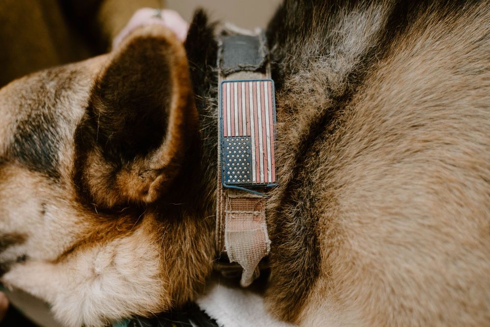 Close-up of a dog wearing a patriotic American flag collar around its neck.