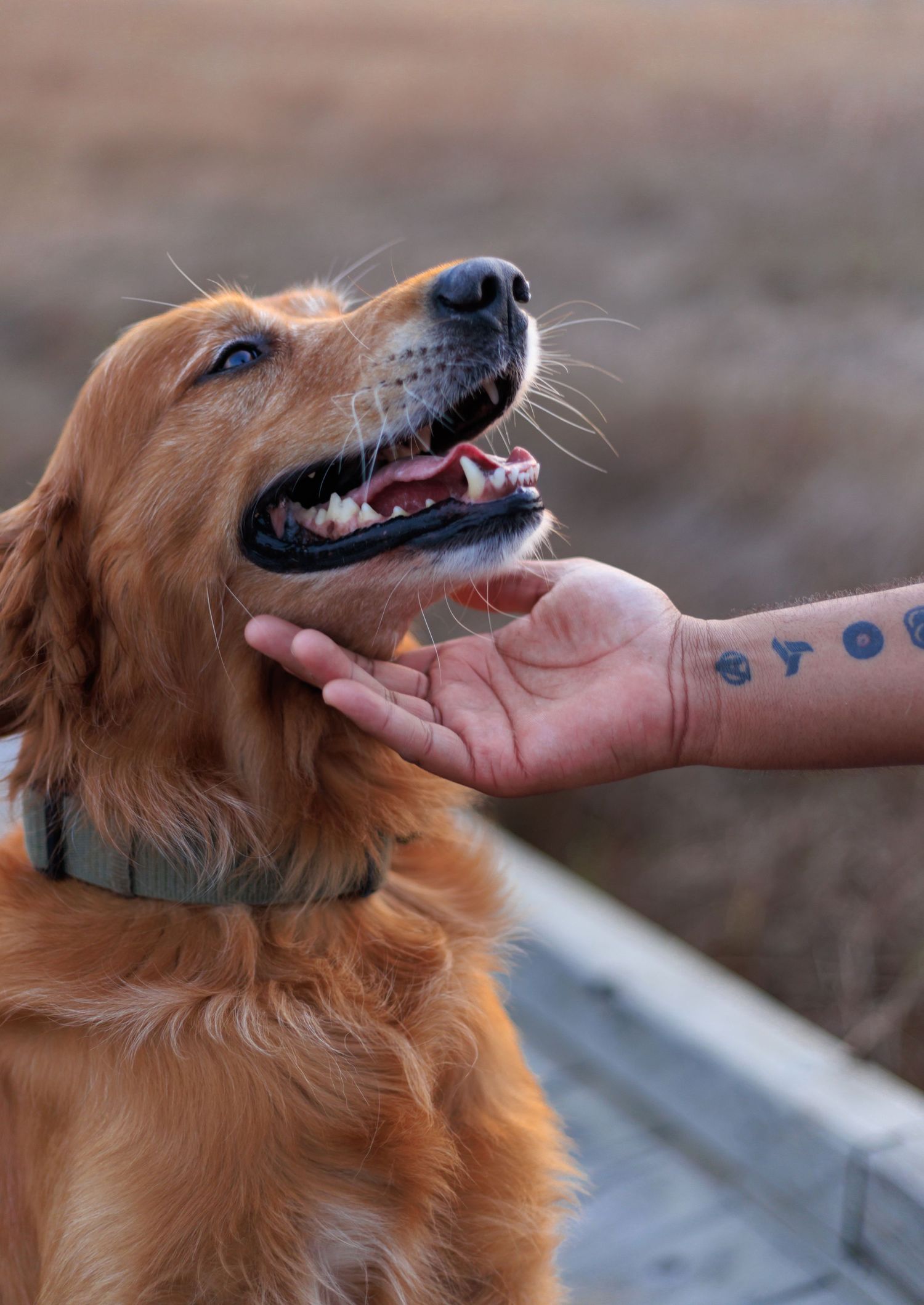 Golden retriever and owner friendship. Taking during golden hour.