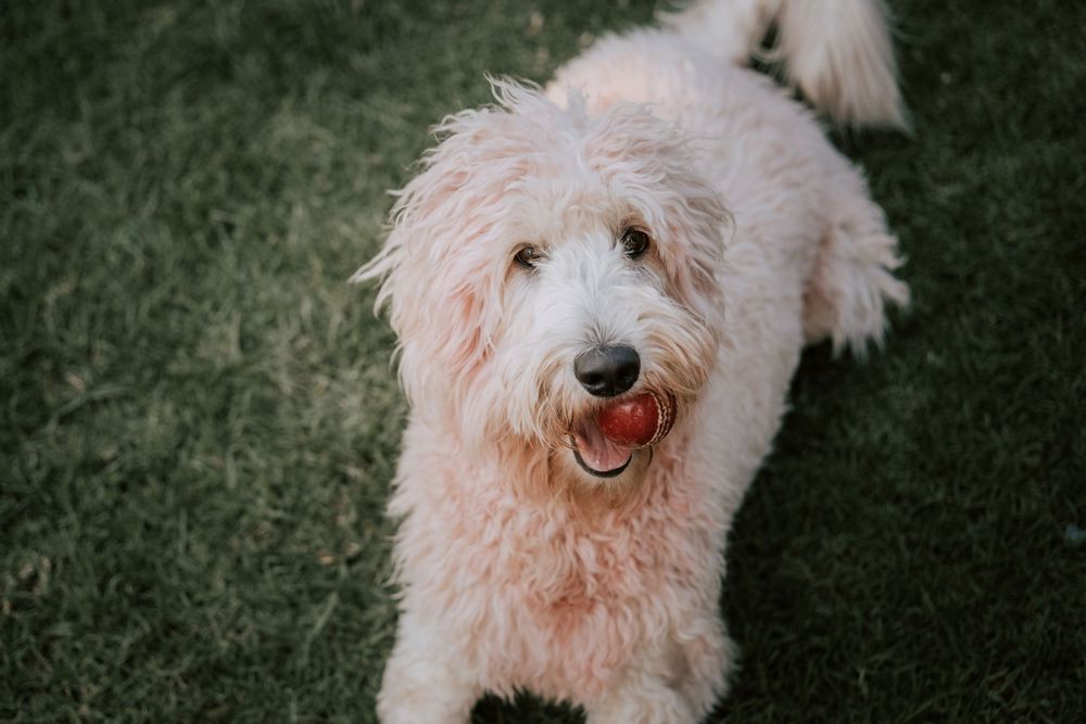 Close-up portrait of smiling white fluffy doodle dog on green grass.