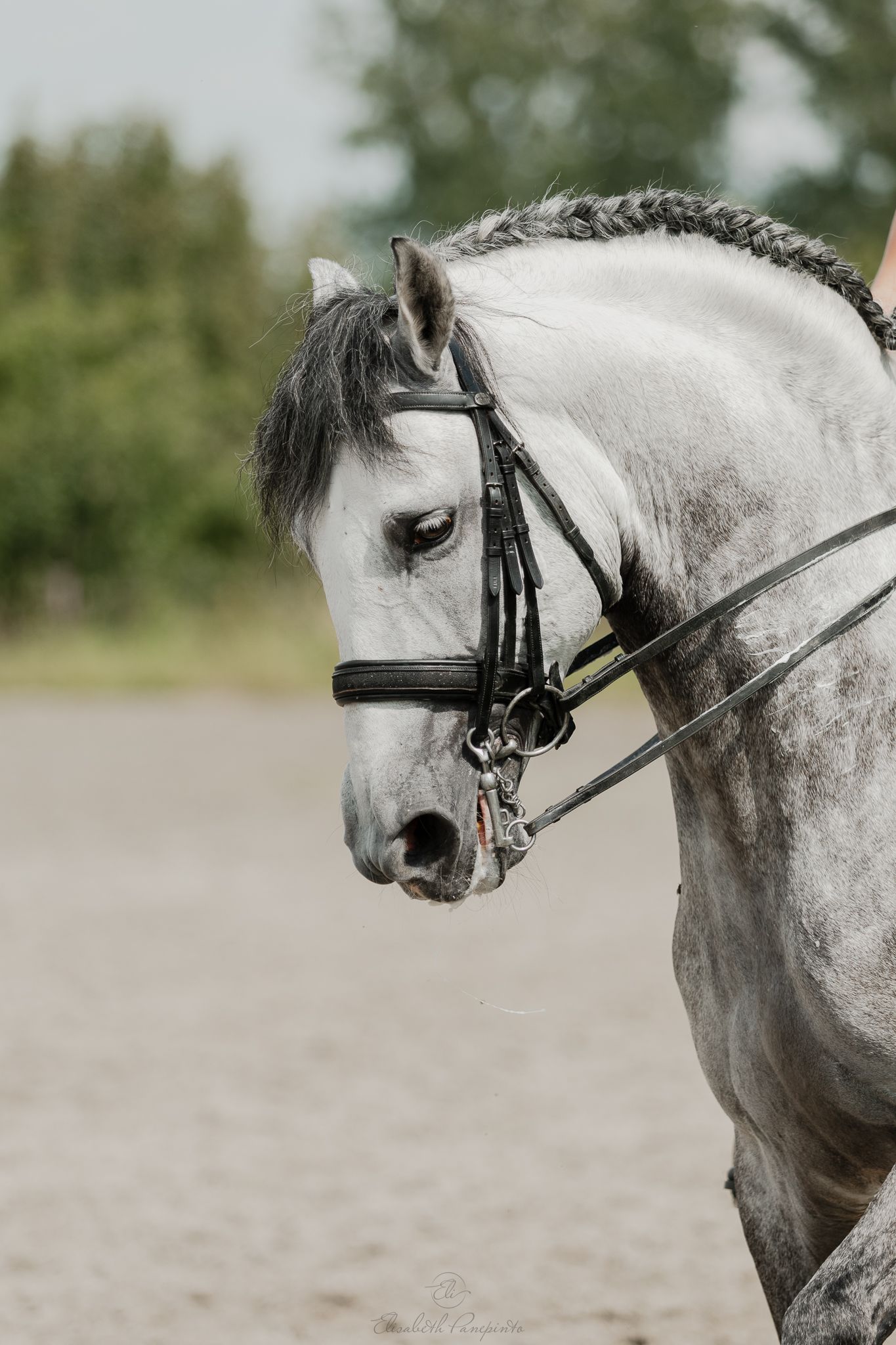 Photographe famille et chien Belgique.  Photographe canin et équin. Stage équestre, chevaux de dressage. Photographie