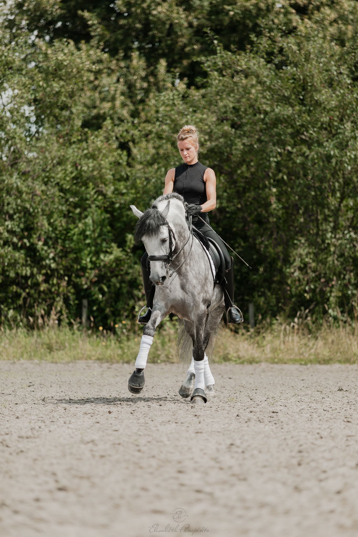 Photographe famille et chien Belgique.  Photographe canin et équin. Stage équestre, chevaux de dressage. Photographie