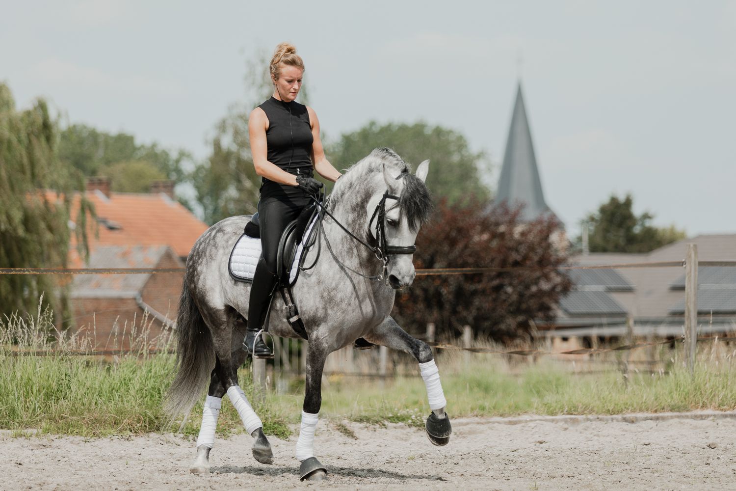 Photographe famille et chien Belgique.  Photographe canin et équin. Stage équestre, chevaux de dressage. Photographie