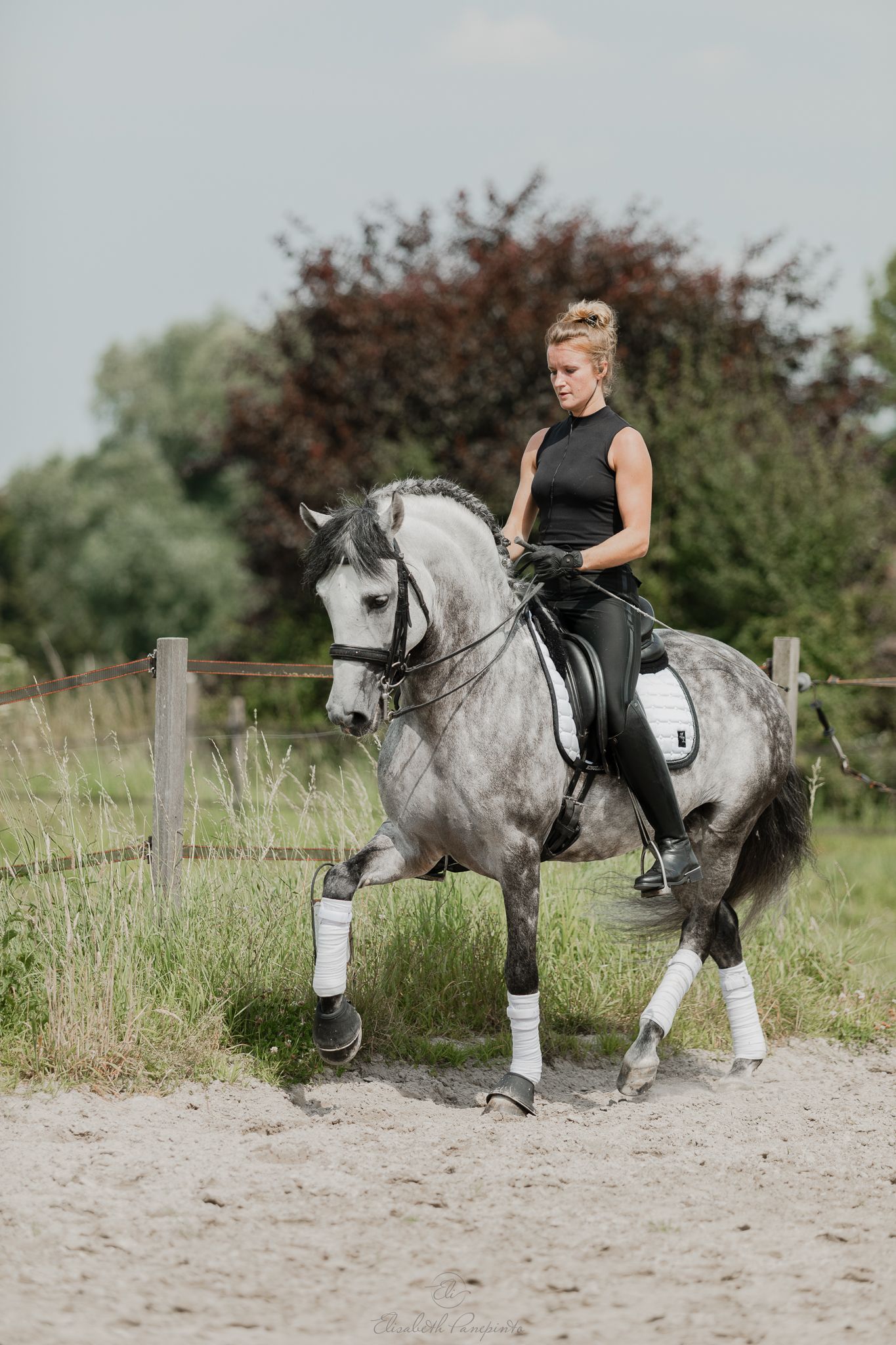 Photographe famille et chien Belgique.  Photographe canin et équin. Stage équestre, chevaux de dressage. Photographie