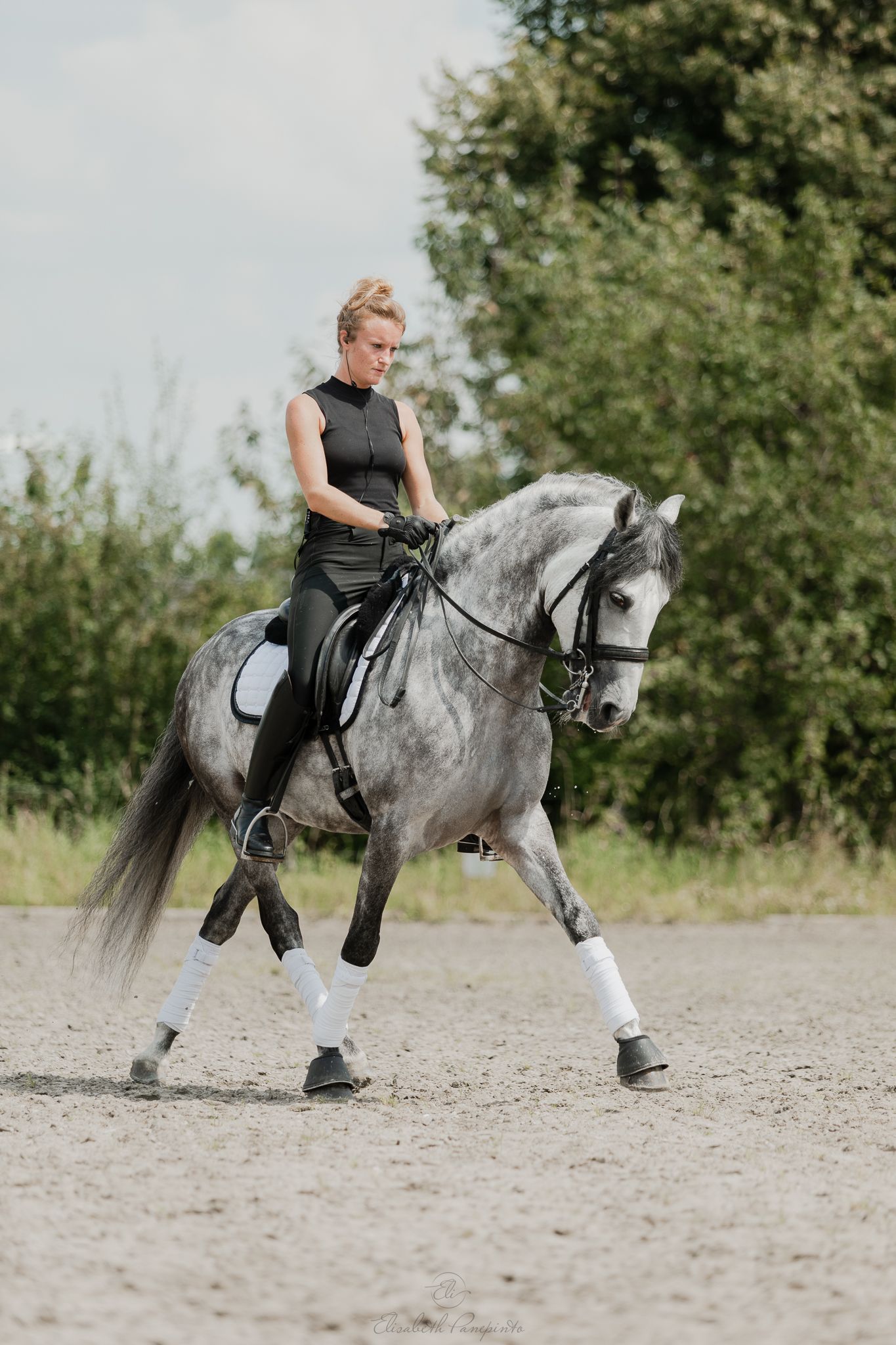 Photographe famille et chien Belgique.  Photographe canin et équin. Stage équestre, chevaux de dressage. Photographie