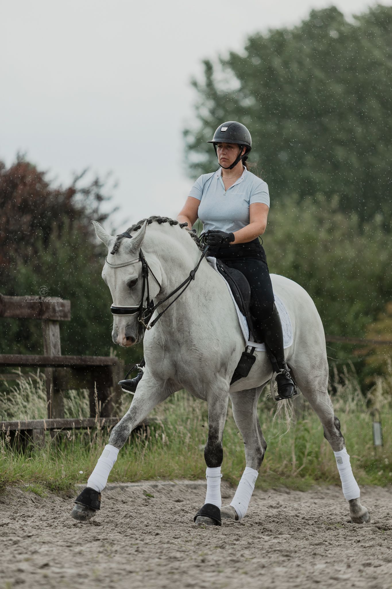 Photographe famille et chien Belgique.  Photographe canin et équin. Stage équestre, chevaux de dressage. Photographie