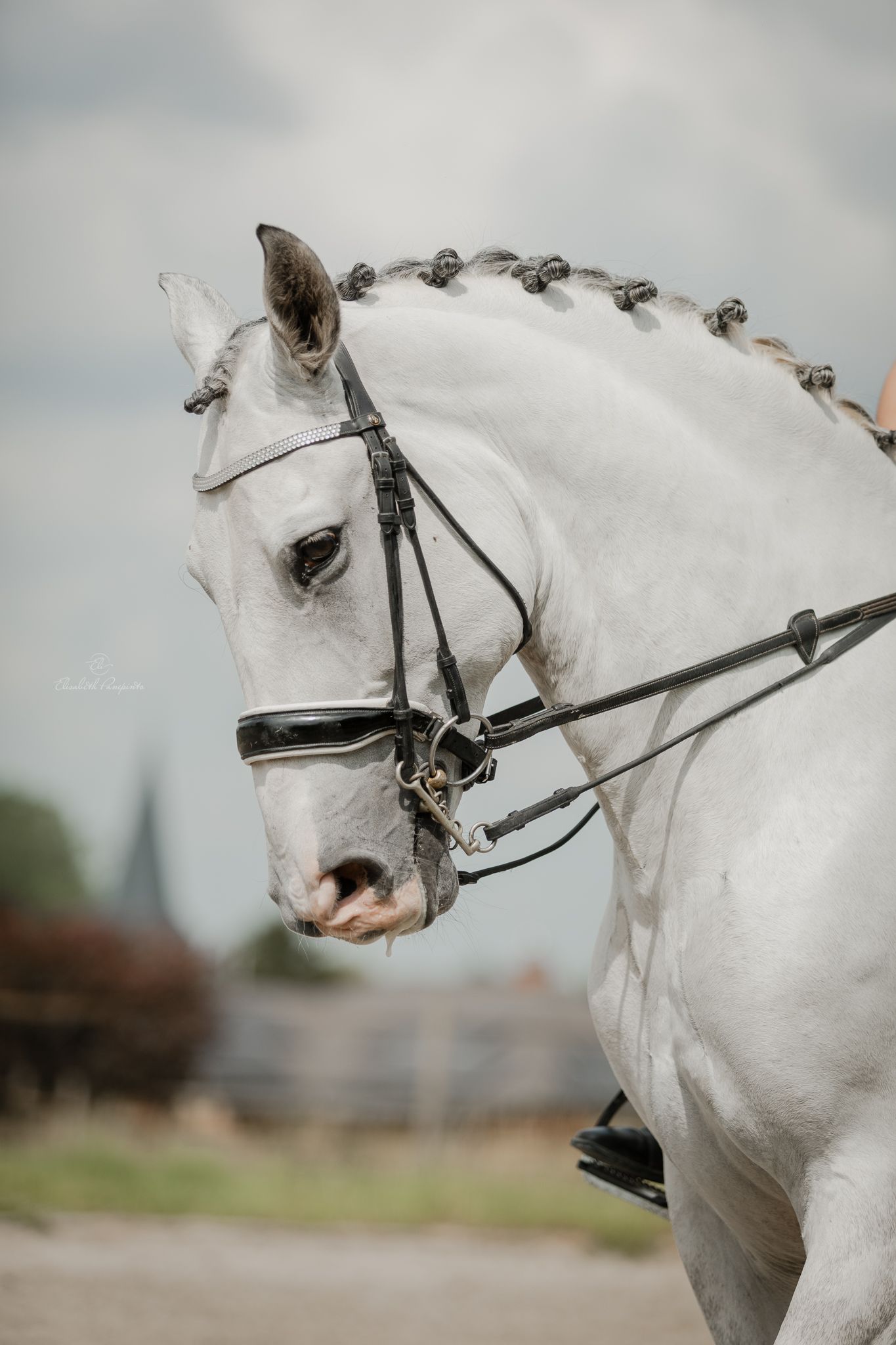 Photographe famille et chien Belgique.  Photographe canin et équin. Stage équestre, chevaux de dressage. Photographie