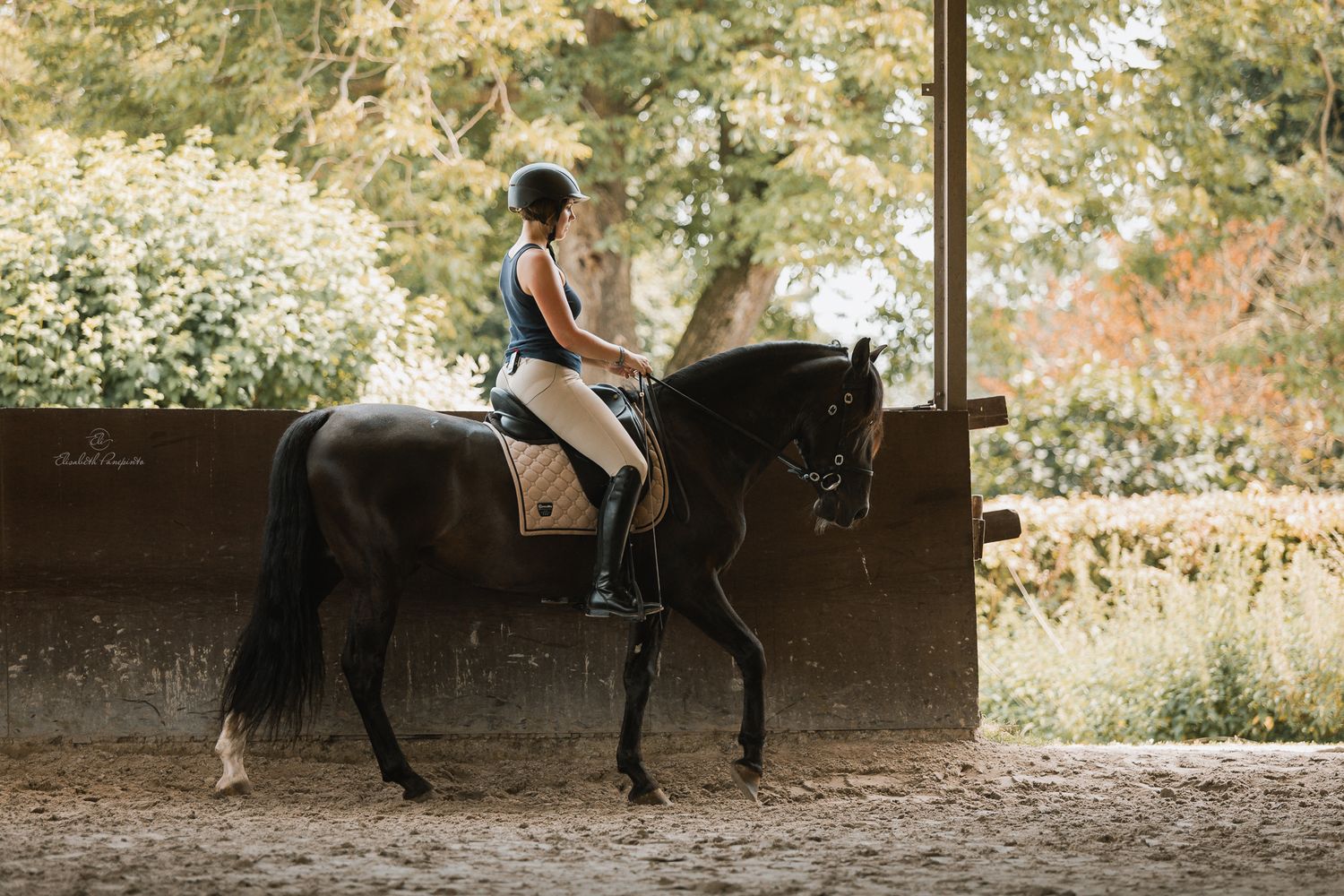 Photographe famille et chien Belgique.  Photographe canin et équin. Stage équestre, chevaux de dressage. Photographie