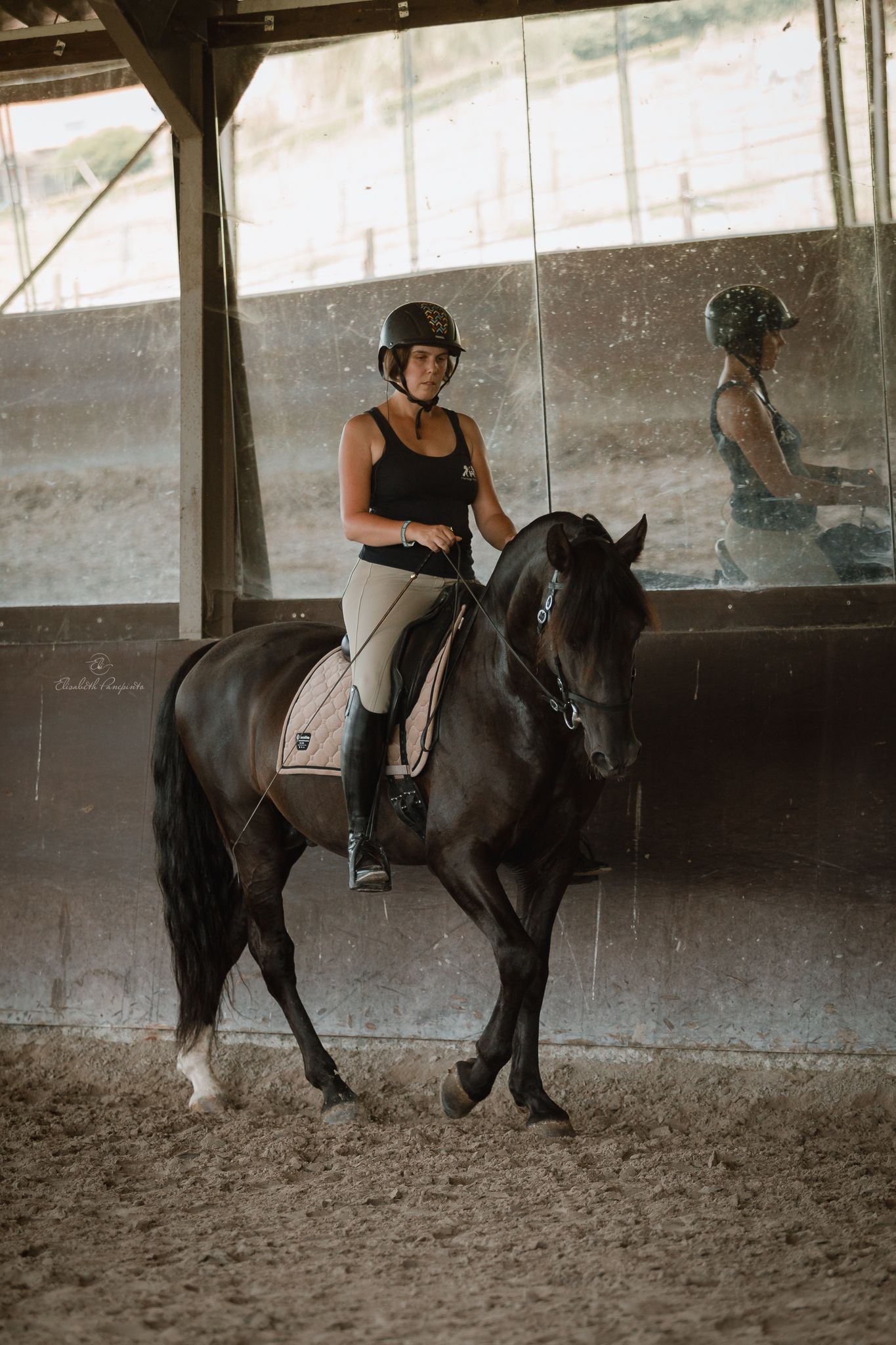 Photographe famille et chien Belgique.  Photographe canin et équin. Stage équestre, chevaux de dressage. Photographie