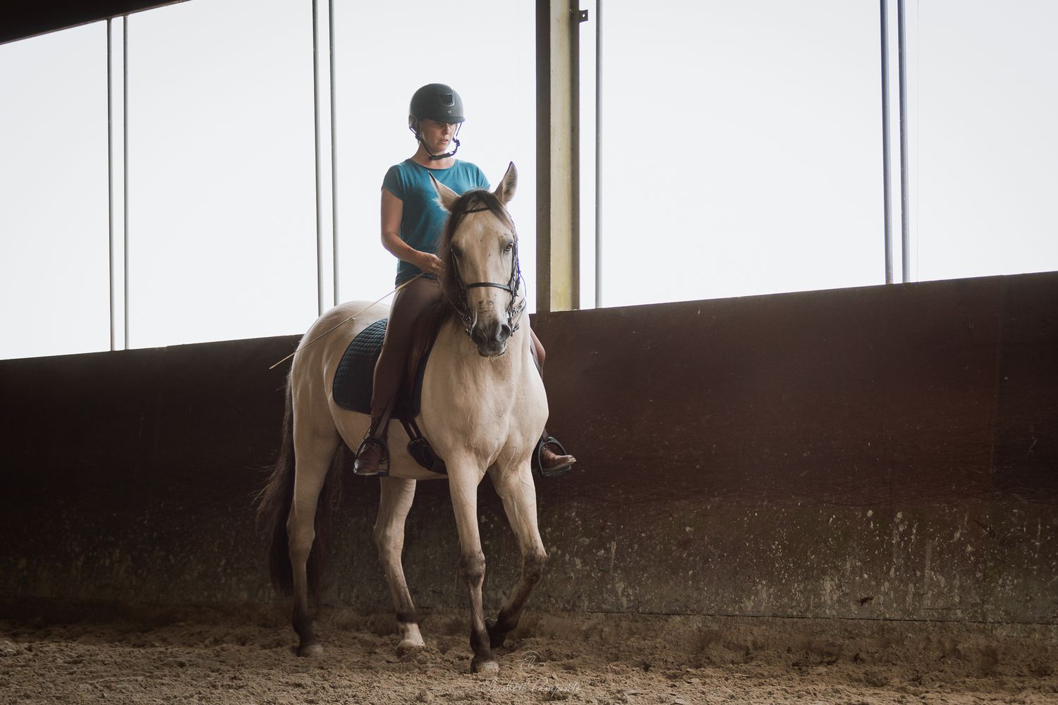 Photographe famille et chien Belgique.  Photographe canin et équin. Stage équestre, chevaux de dressage. Photographie