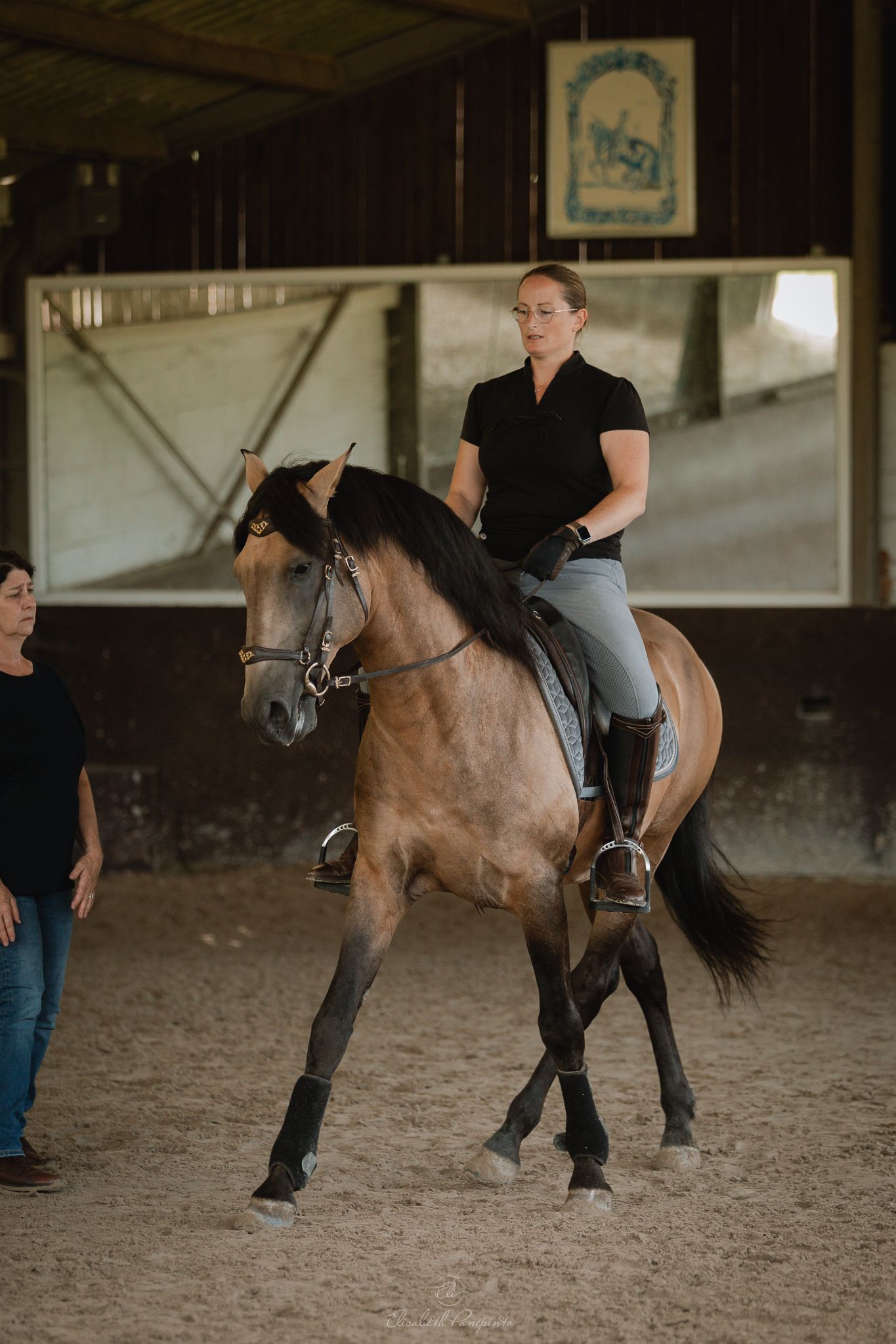 Photographe famille et chien Belgique.  Photographe canin et équin. Stage équestre, chevaux de dressage. Photographie