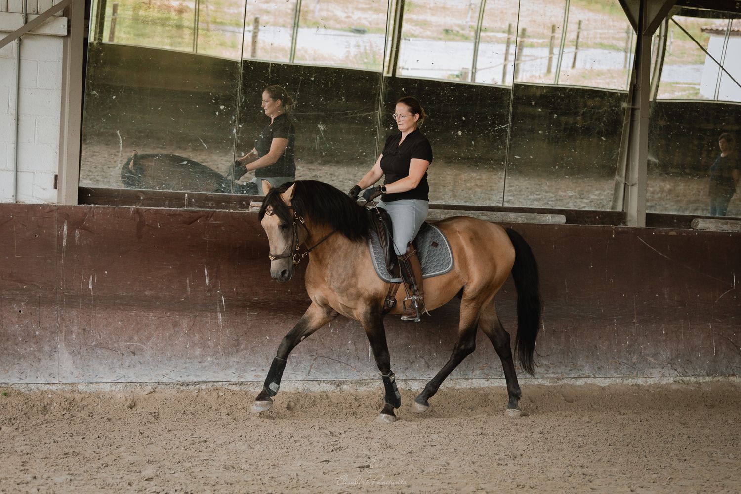 Photographe famille et chien Belgique.  Photographe canin et équin. Stage équestre, chevaux de dressage. Photographie