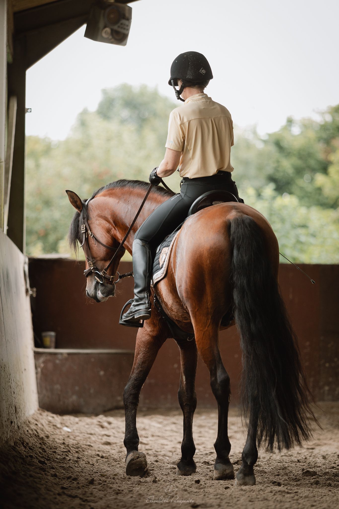 Photographe famille et chien Belgique.  Photographe canin et équin. Stage équestre, chevaux de dressage. Photographie