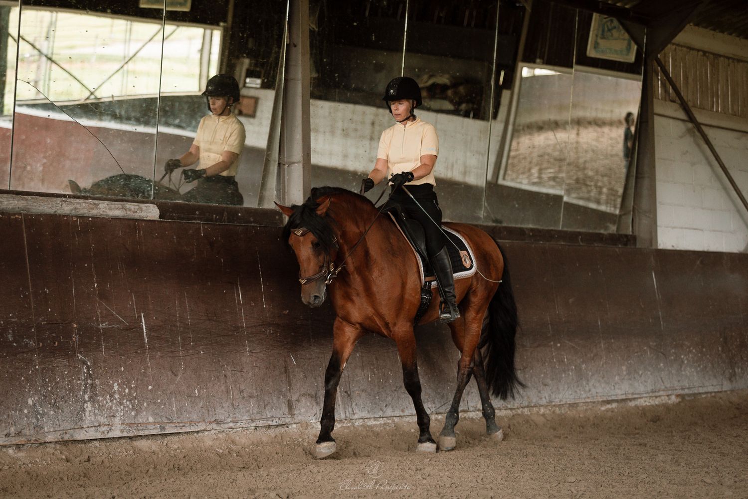 Photographe famille et chien Belgique.  Photographe canin et équin. Stage équestre, chevaux de dressage. Photographie
