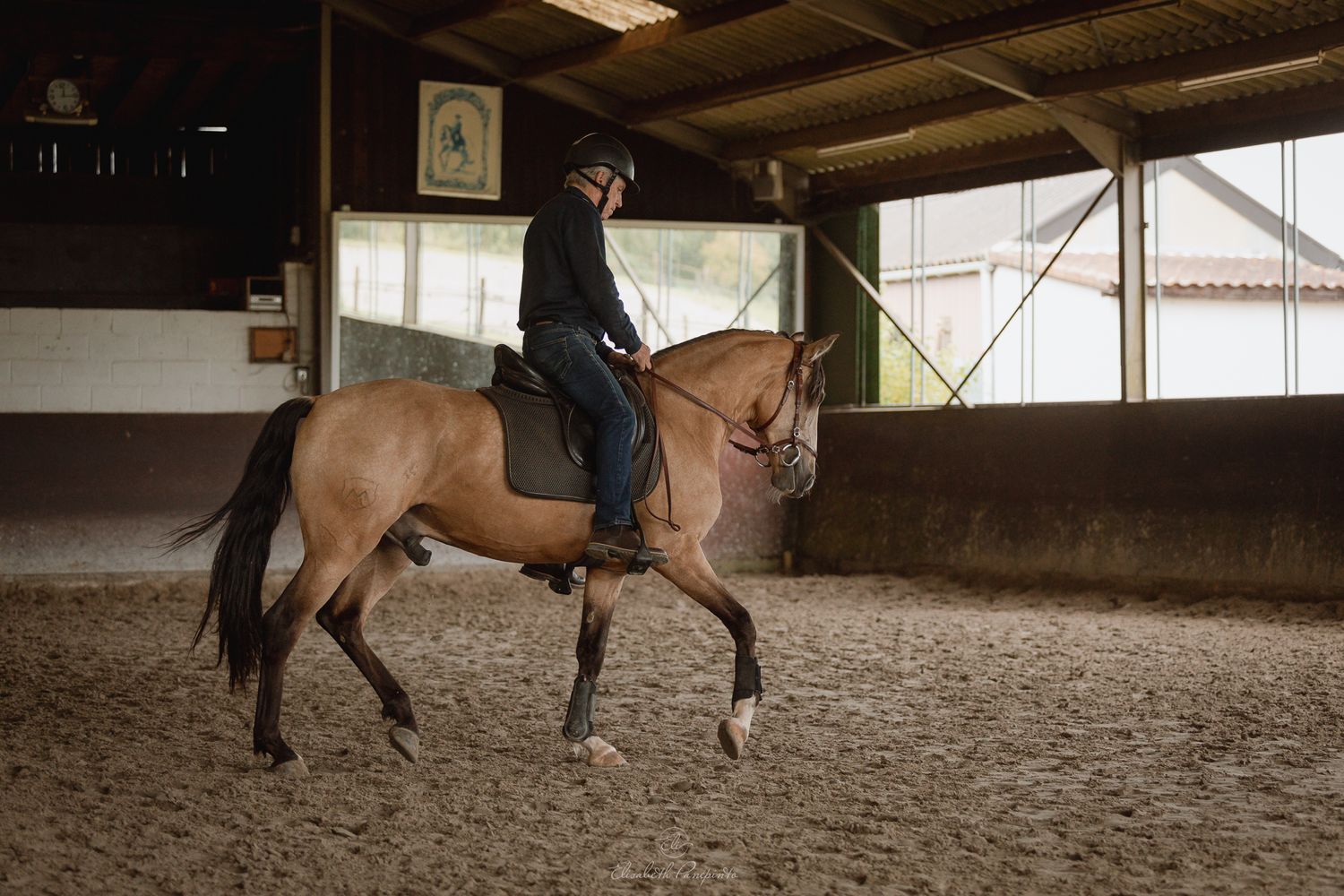 Photographe famille et chien Belgique.  Photographe canin et équin. Stage équestre, chevaux de dressage. Photographie