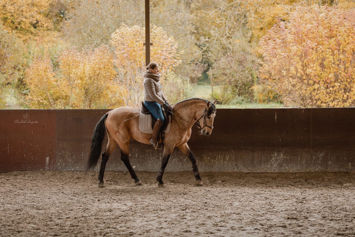 Photographe famille et chien Belgique.  Photographe canin et équin. Stage équestre, chevaux de dressage. Photographie