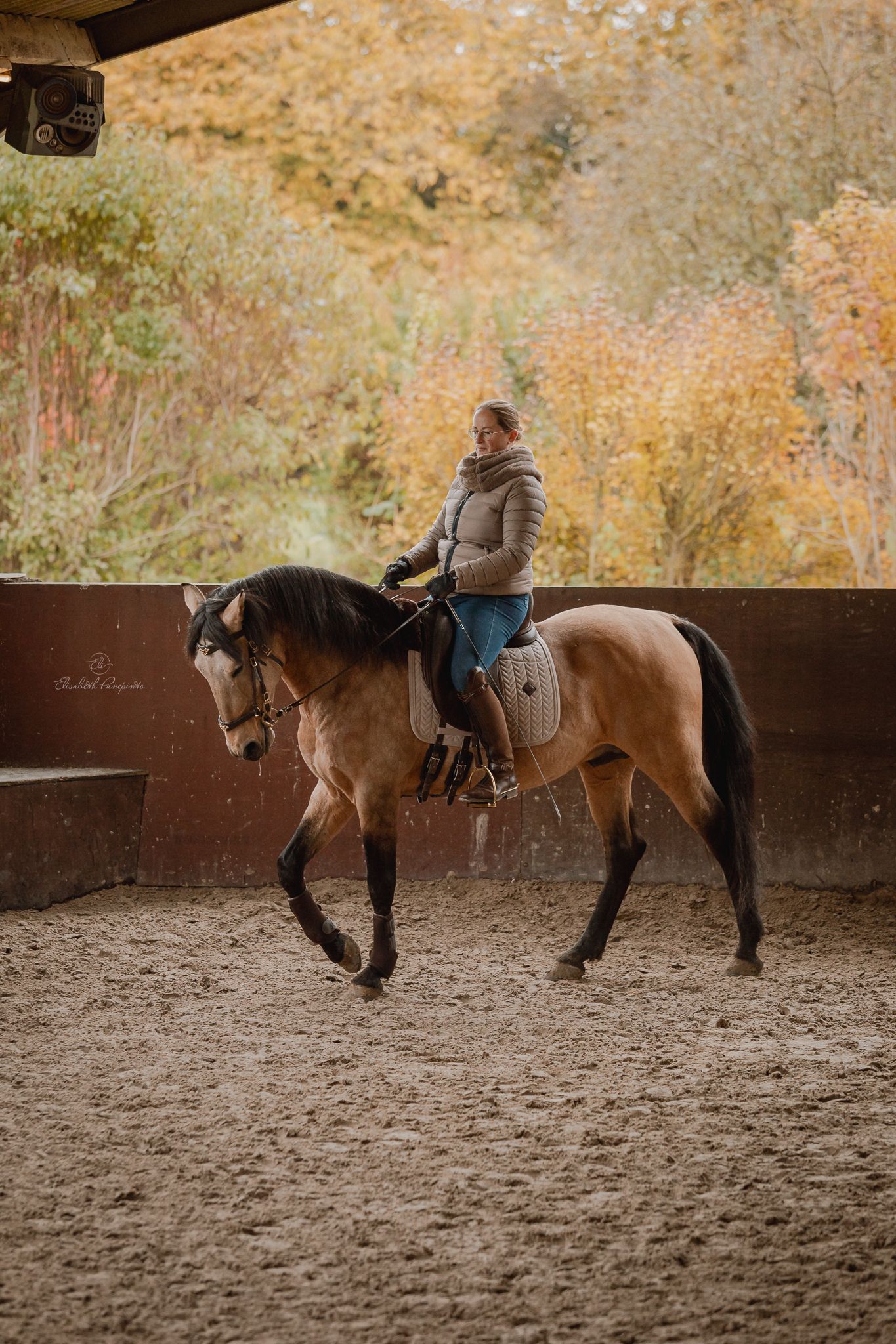 Photographe famille et chien Belgique.  Photographe canin et équin. Stage équestre, chevaux de dressage. Photographie
