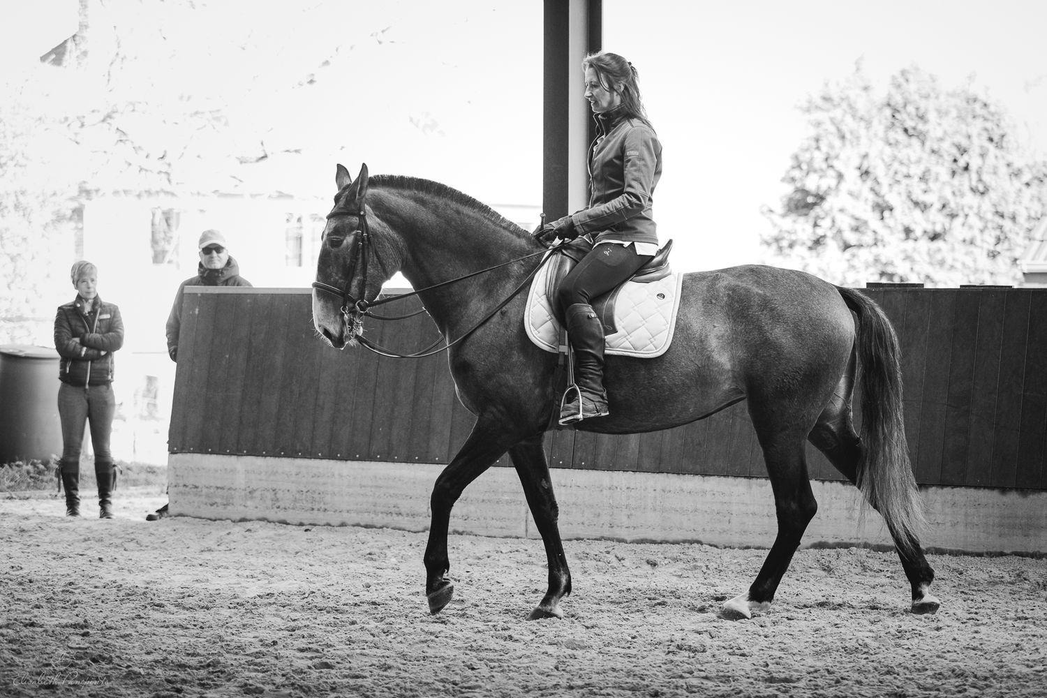 Photographe famille et chien Belgique.  Photographe canin et équin. Stage équestre, chevaux de dressage. Photographie