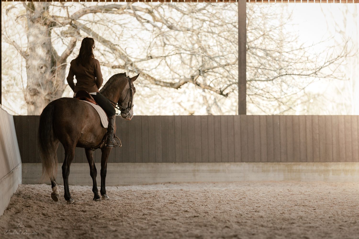 Photographe famille et chien Belgique.  Photographe canin et équin. Stage équestre, chevaux de dressage. Photographie