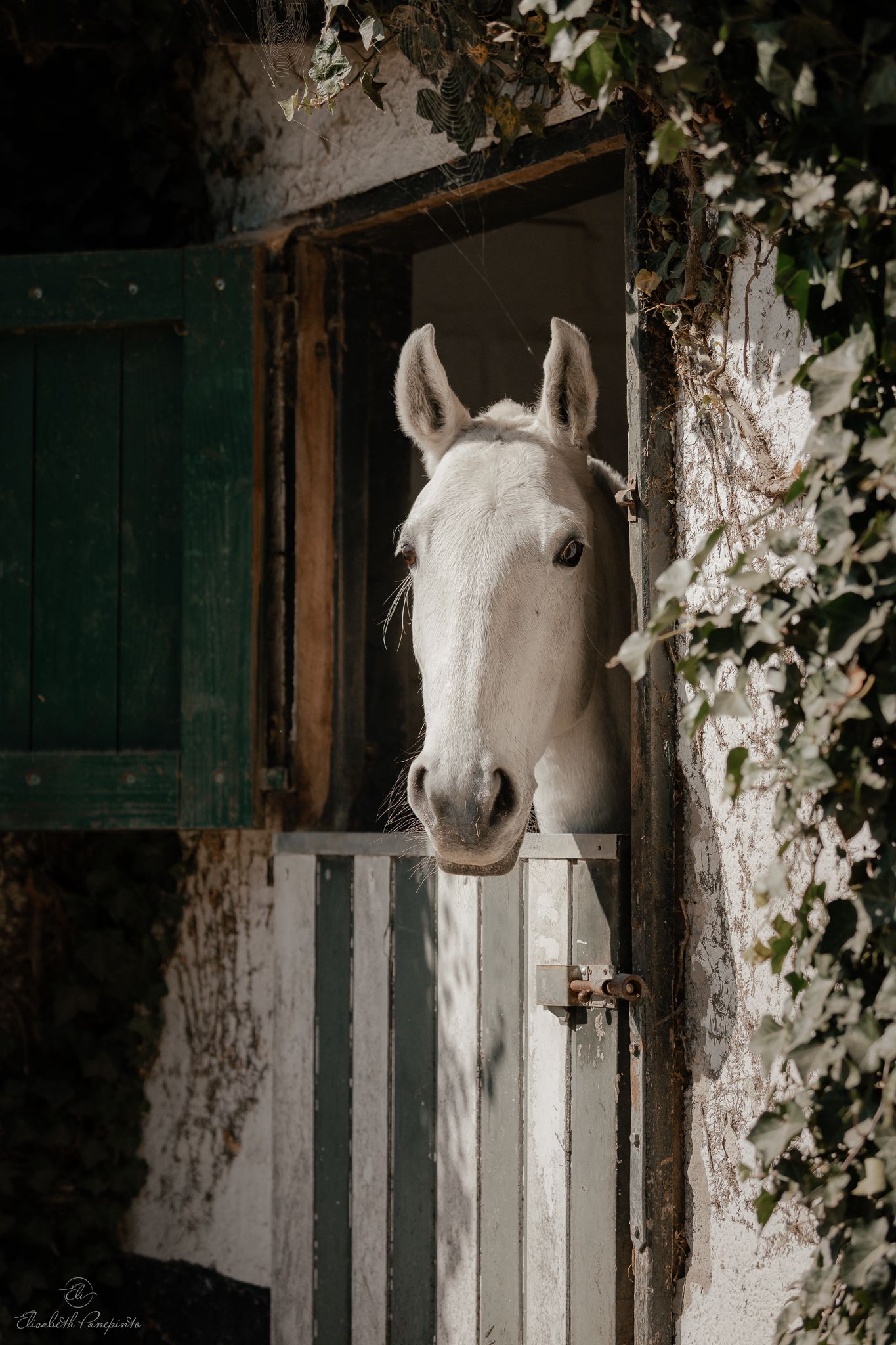 Reportage photo stage équestre dressage équitation en Belgique. Photographe équin