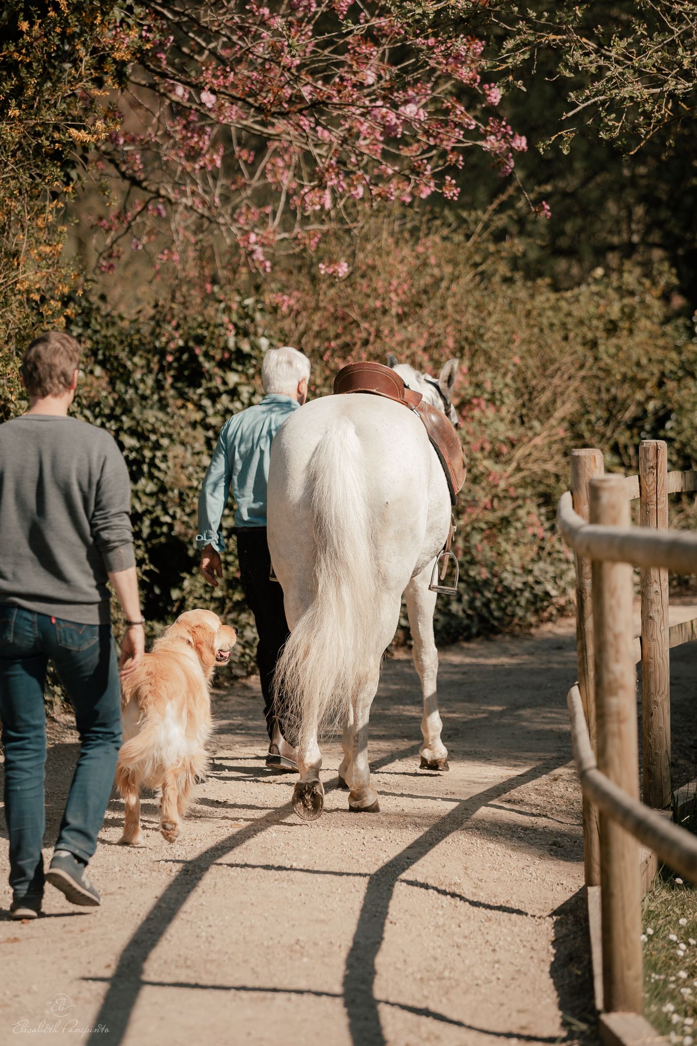 Reportage photo stage équestre dressage équitation en Belgique. Photographe équin