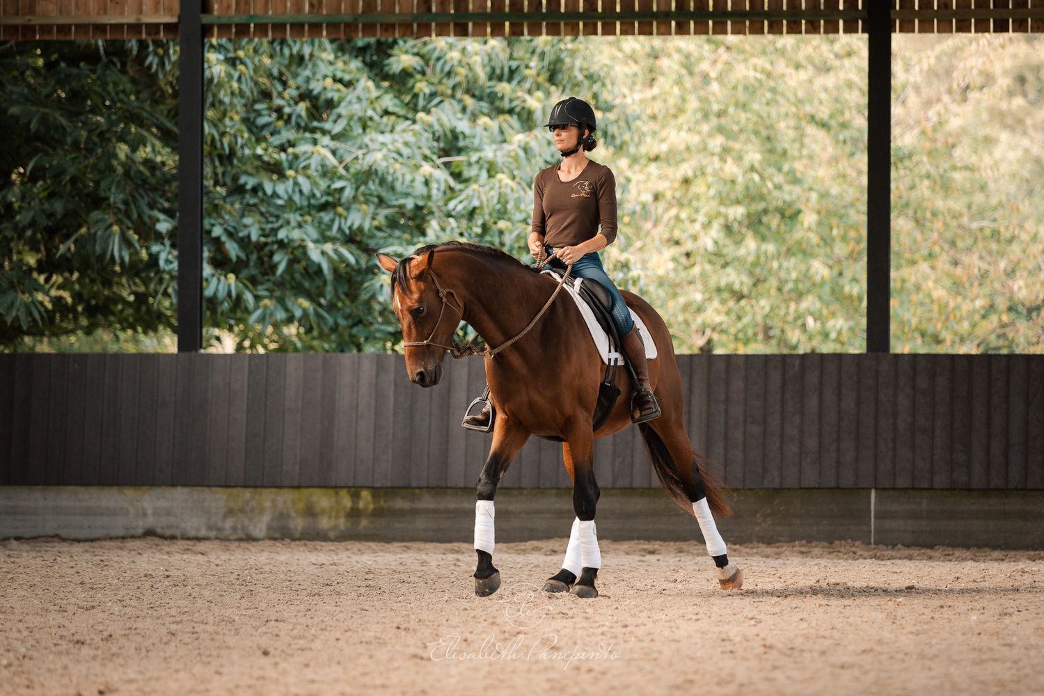 Photographe famille et chien Belgique.  Photographe canin et équin. Stage équestre, chevaux de dressage. Photographie