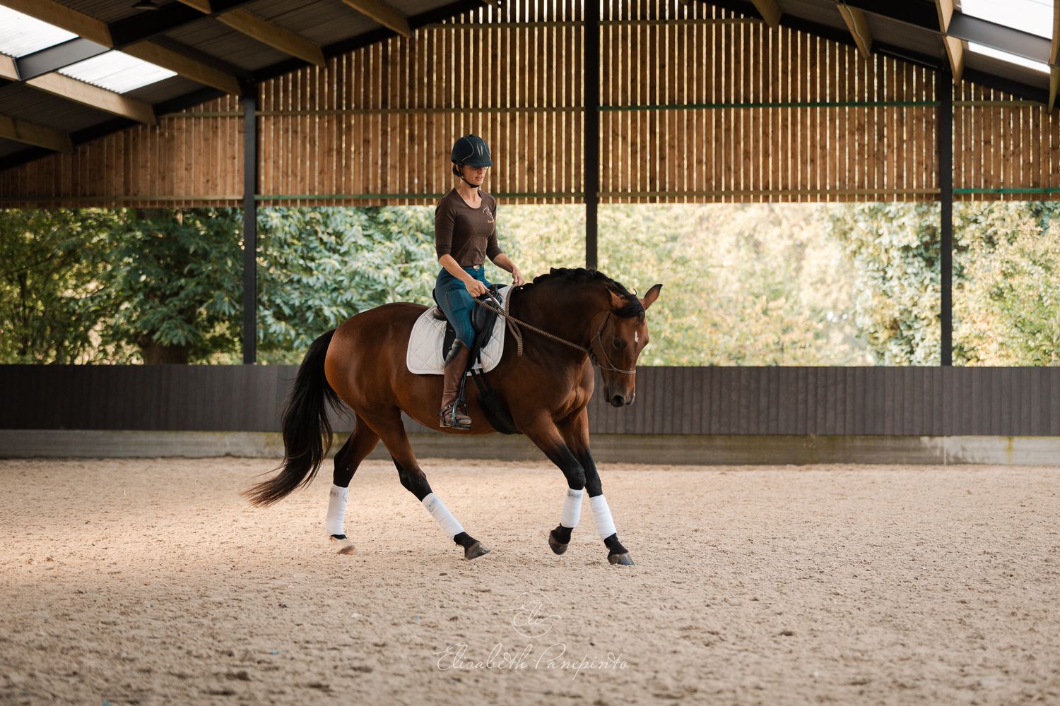 Photographe famille et chien Belgique.  Photographe canin et équin. Stage équestre, chevaux de dressage. Photographie