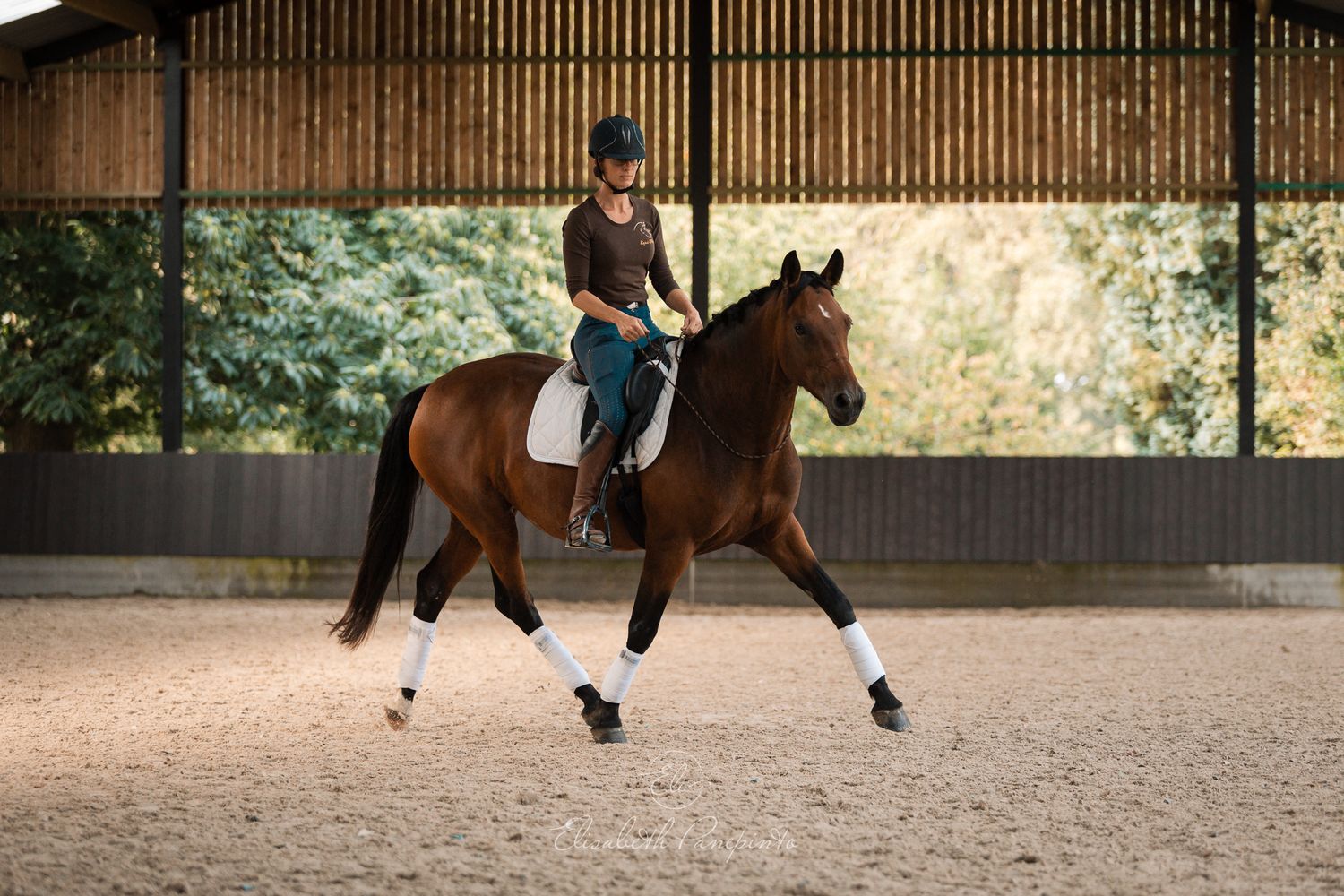 Photographe famille et chien Belgique.  Photographe canin et équin. Stage équestre, chevaux de dressage. Photographie