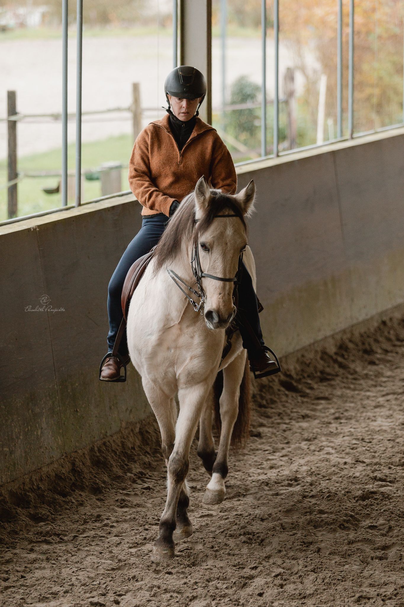 Photographe famille et chien Belgique.  Photographe canin et équin. Stage équestre, chevaux de dressage. Photographie