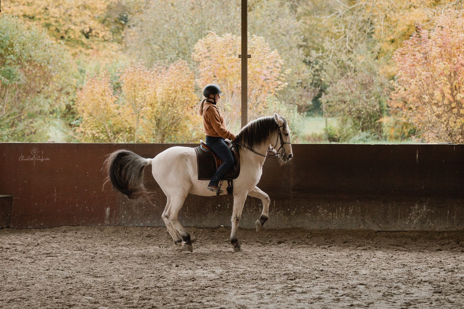 Photographe famille et chien Belgique.  Photographe canin et équin. Stage équestre, chevaux de dressage. Photographie