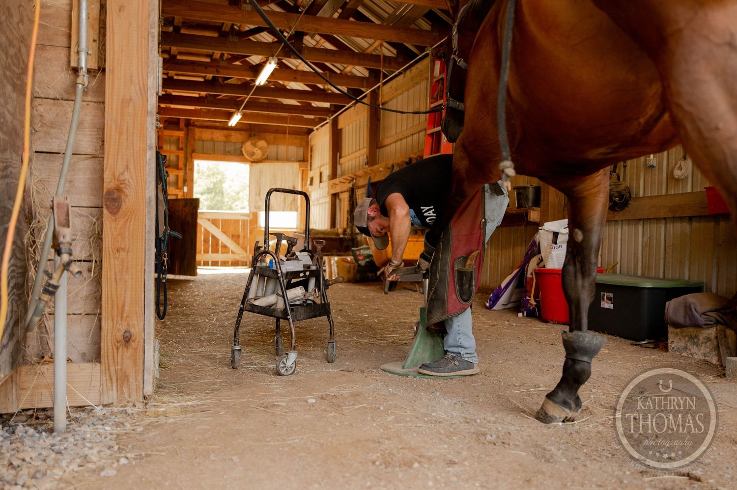Wide angle view of a farrier working on a horse in a sunlit barn.