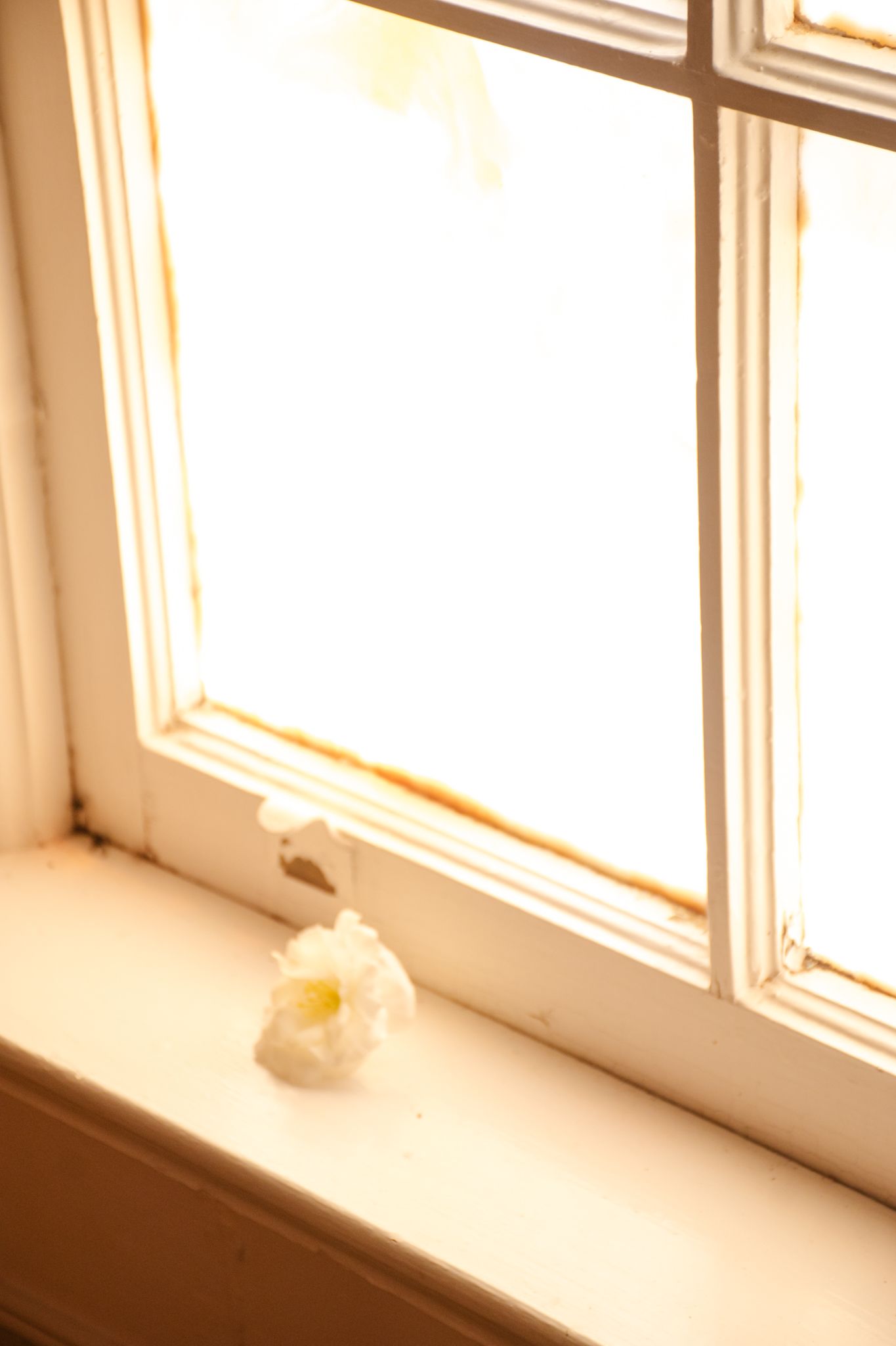 Soft sunlight streaming through white window frame with small flower on windowsill.