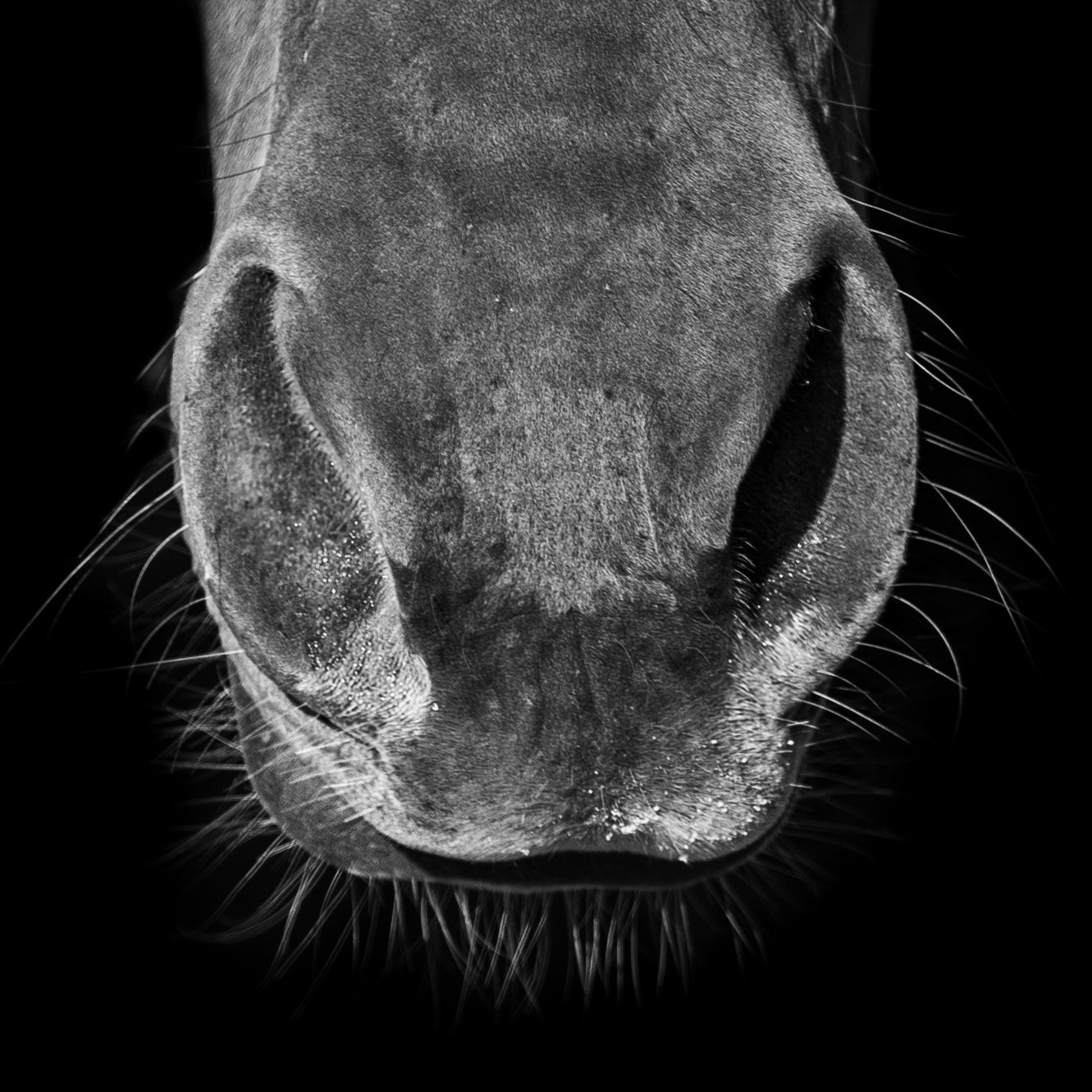 Close-up black and white photograph of a horse's nose and whiskers against a dark background.