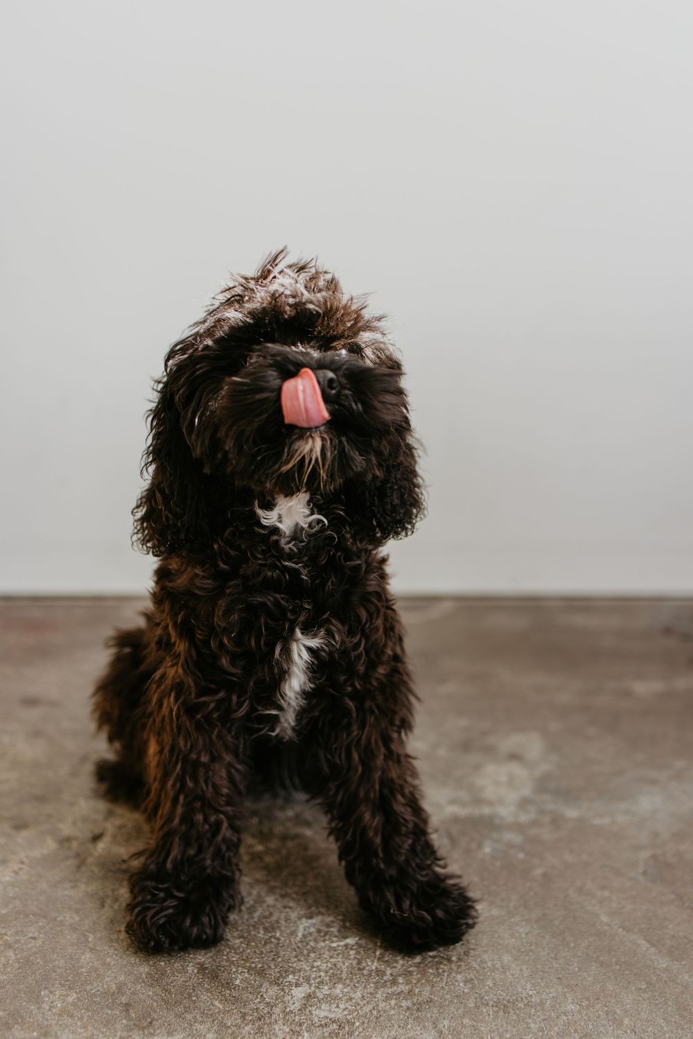 A fluffy brown and white Bernedoodle puppy sits on a concrete floor with its tongue sticking out.