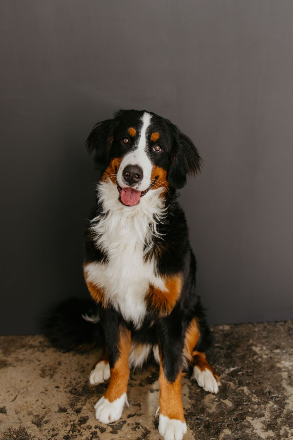 Bernese mountain dog puppy sits and poses for a series of four portrait shots against a dark background.