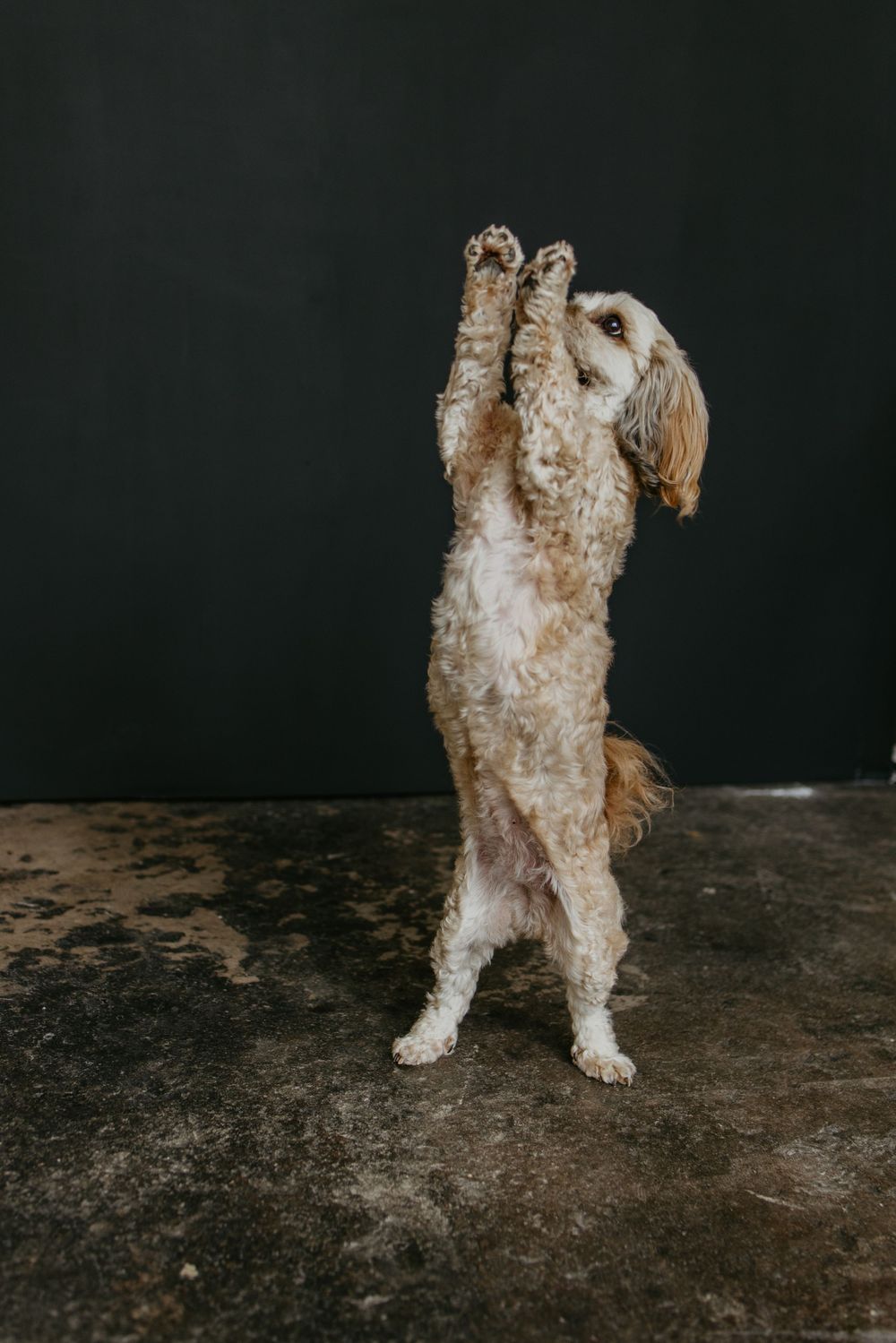 Small white and tan dog standing on hind legs with front paws raised against dark background.